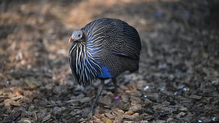 Geierperlhuhn mit blauen und schwarz-weißen Federn steht auf braunem Bodenbelag.