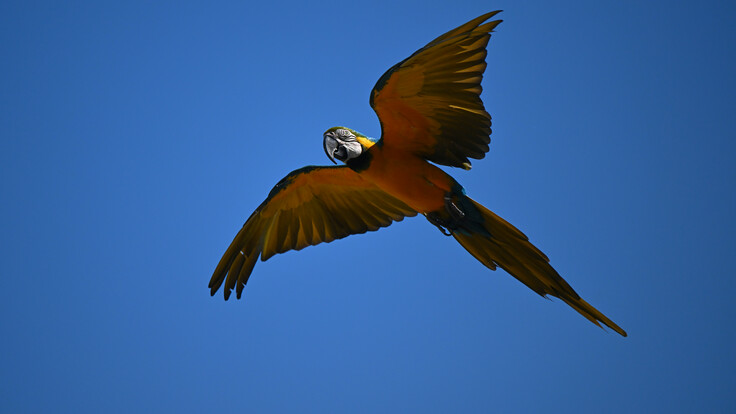 Gelbbrustara im Flug vor blauem Himmel
