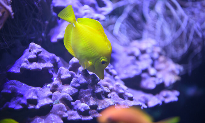Gelber Segelflossen Doktorfisch 2