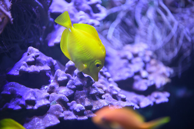 Knallgelber Doktorfisch mit markanter Flossenform vor violett-blauem Korallenriff im Aquarium.
