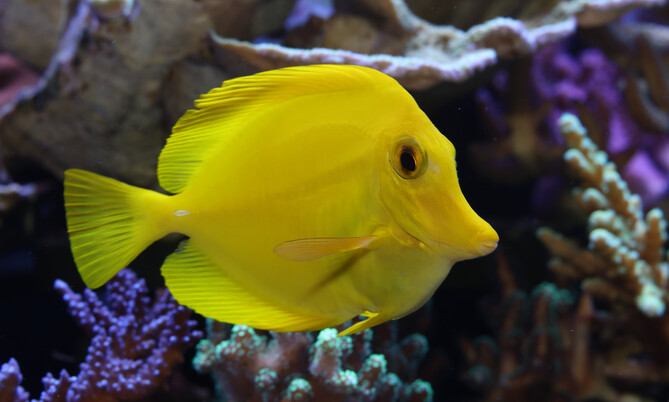 Gelber Segelflossen-Doktorfisch schwimmt vor braun-violetter Koralle in einem Aquarium.