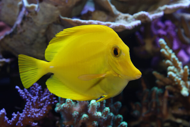 Gelber Segelflossen-Doktorfisch schwimmt vor braun-violetter Koralle in einem Aquarium.