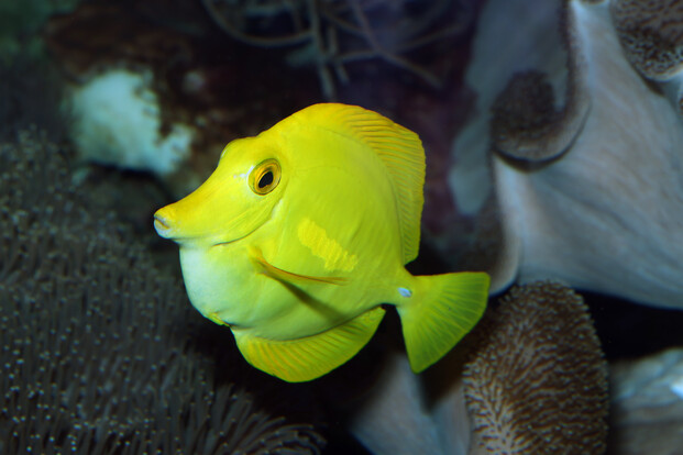 Gelber Segelflossen-Doktorfisch schwimmt vor unscharfem Hintergrund