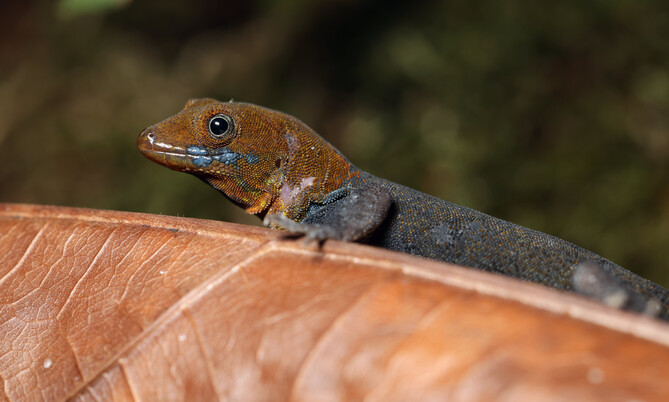 Goldkopfgecko mit orangebraunem Kopf und dunklem Körper auf einem braunen Blatt