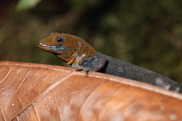 Goldkopfgecko mit orangebraunem Kopf und dunklem Körper auf einem braunen Blatt