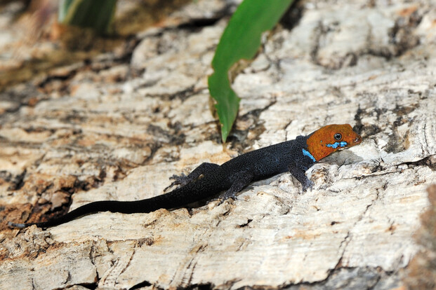 Goldkopfgecko mit orangebraunem Kopf und dunklem Körper auf heller Baumrinde.