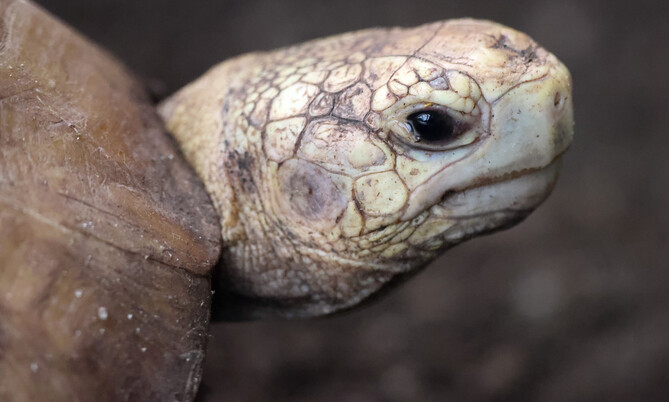 gelbkopfschildkroete_3