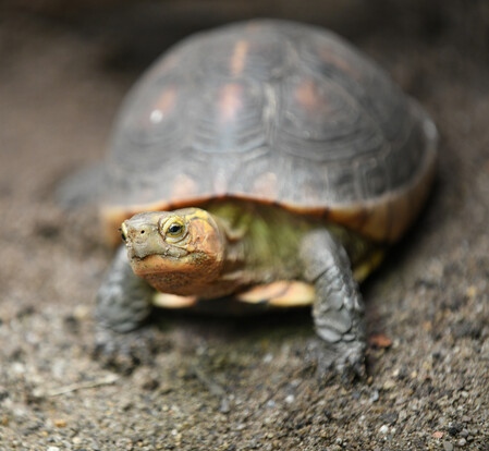 Gelbrand-Scharnierschildkröte mit olivgrünem Kopf und braunem, gewölbtem Panzer auf sandigem Untergrund.