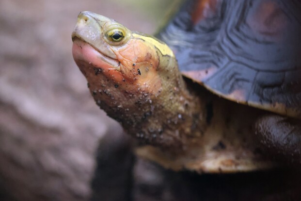 Nahaufnahme einer Gelbbrandscharnierschildkröte mit leicht verschmutztem Panzer und charakteristisch hellgelbem Halsstreifen.