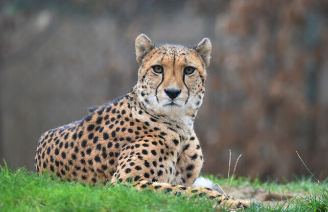 Gepard mit charakteristischem schwarz-gelb geflecktem Fell liegt im Gras und blickt frontal in die Kamera.