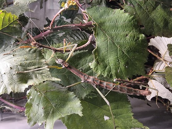 Nahaufnahme einer Gespenstschrecke auf grünem Blatt, ihre braun gemusterte Körperform imitiert ein vertrocknetes Blatt inmitten von  grünen Blättern