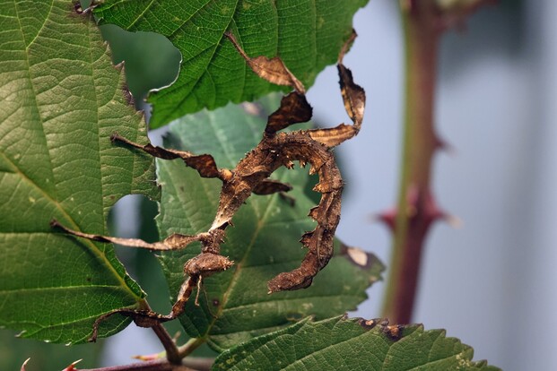 Braune Gespenstschrecke mit markant gezackten Beinen sitzt auf einem grünen Blatt.