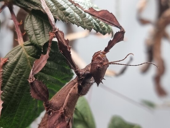Braune Gespenstschrecke mit markant gezackten Beinen sitzt auf einem grünen Blatt.