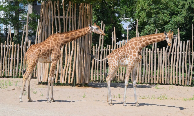 kordofan