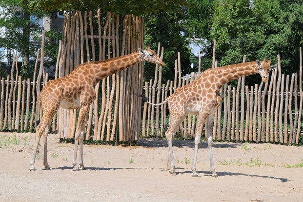 kordofan