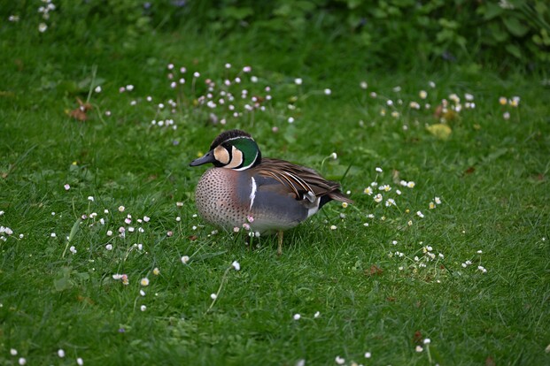 Gluckenente mit auffälligem Muster aus Braun, Schwarz und Weiß auf einer Wiese mit kleinen weißen Blüten.