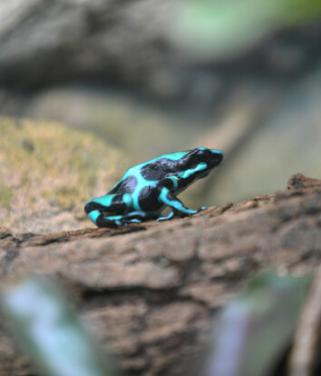 Schwarz-gelb gemusterter Pfeilgiftfrosch auf einem Baumstamm, Seitenansicht mit gut erkennbarer Körperzeichnung.