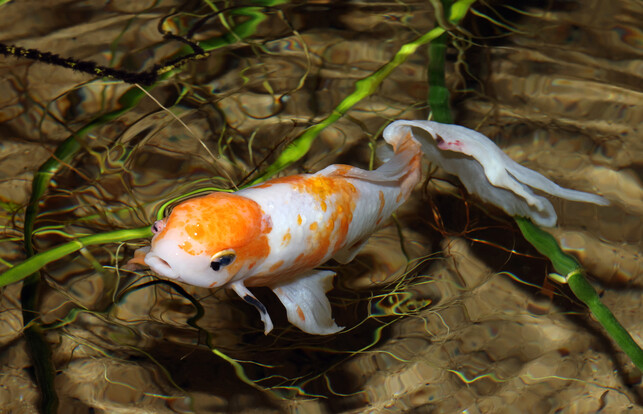 Goldfisch mit orange-weißer Färbung schwimmt im klaren Wasser zwischen grünen Wasserpflanzen