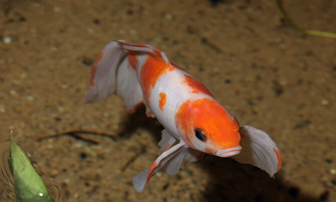 carassius_auratus_1