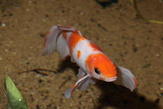 Goldfisch mit orange-weißer Färbung schwimmt im klaren Wasser über sandigem Grund