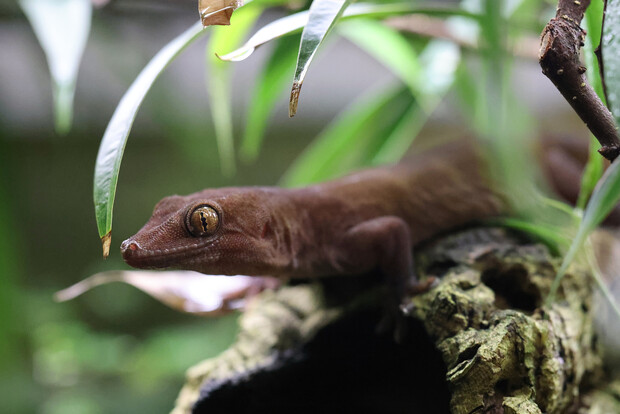 Nahaufnahme eines Goldgeckos mit großen Augen auf einem Ast unter grünen Blättern