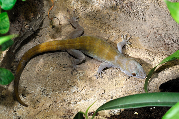 Goldfarbener Gecko mit schlankem Körper und langen Zehen auf hellbraunem Felsen, daneben grüne Blätter.