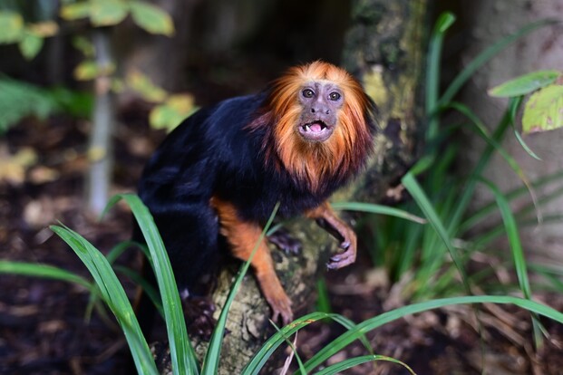 Goldkopflöwenäffchen mit orangefarbenem Gesicht und schwarzem Fell sitzt auf einem Baumstamm im grünen Geäst.