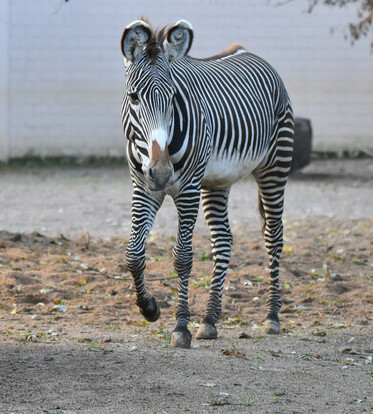 Grevyzebra steht auf sandigem Untergrund mit deutlich sichtbarem schwarz-weißem Streifenmuster und blickt frontal zur Kamera.