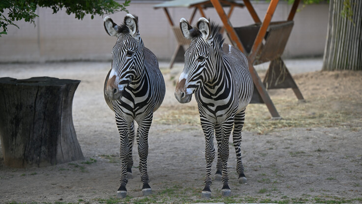 Zwei Grevyzebras mit auffälligem schwarz-weißem Streifenmuster stehen nebeneinander auf sandigem Boden.