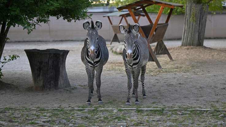 Zwei Grevyzebras mit auffälligem schwarz-weißem Streifenmuster stehen nebeneinander auf sandigem Boden.