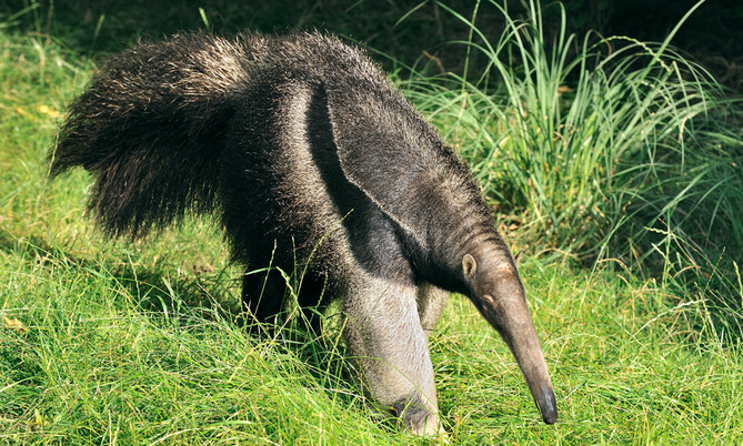 Großer Ameisenbär 1