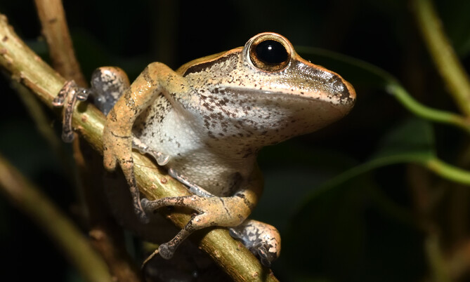 Großkopf-Ruderfrosch