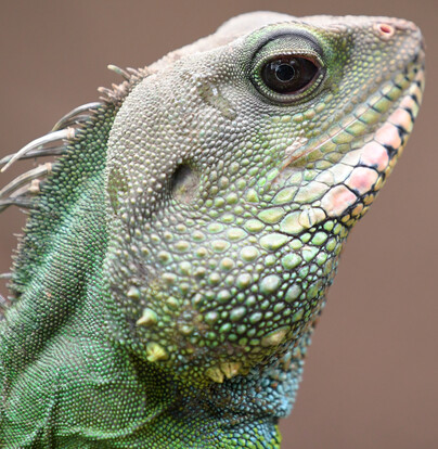 Nahaufnahme eines Grünen Wasseragame-Kopfes mit detaillierter Hautstruktur und schuppigem Muster.