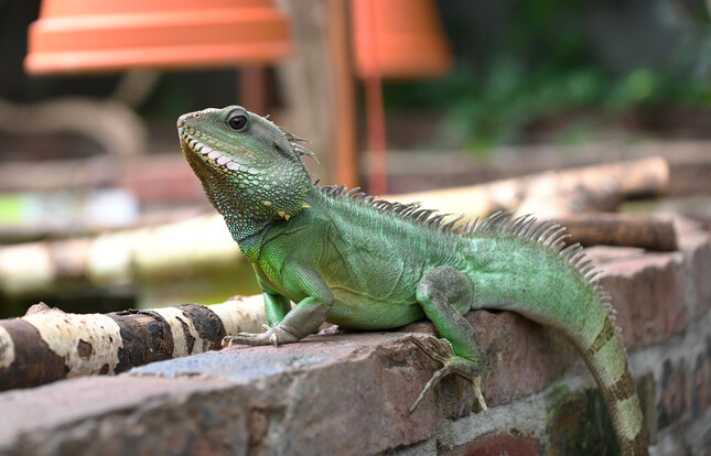 Grüne Wasseragame mit Schuppenmuster sitzt auf einer Mauer