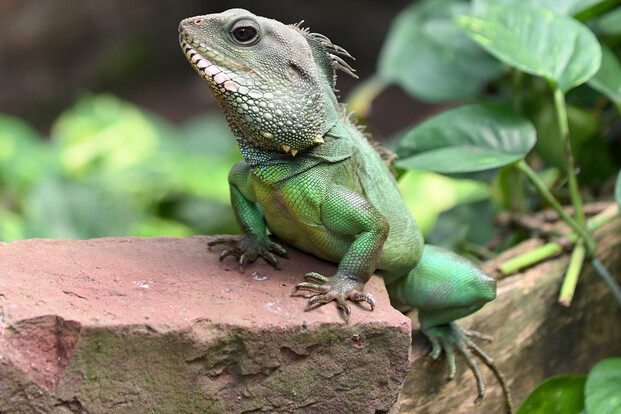 Grüne Wasseragame mit Schuppenmuster sitzt auf einem roten Stein vor großen grünen Blättern.