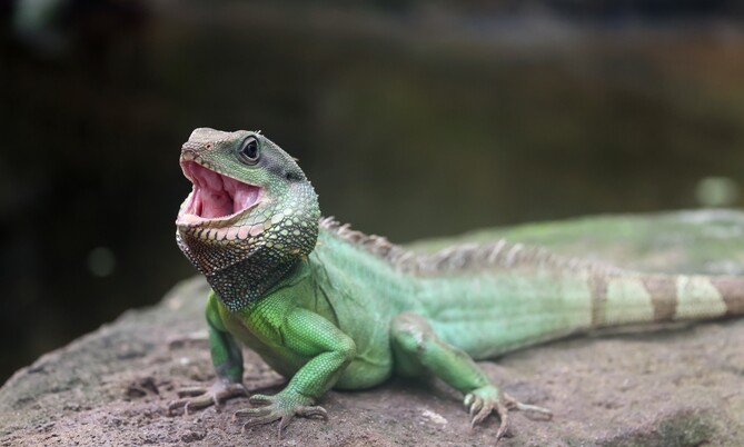 wasseragame_1