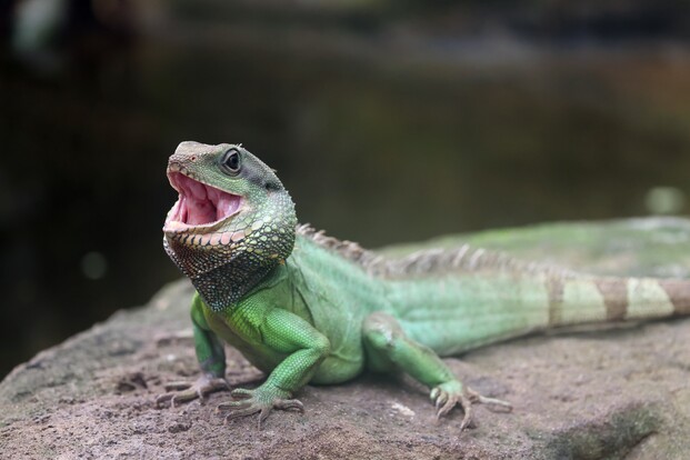 Grüne Wasseragame mit geöffnetem Maul auf einem Stein