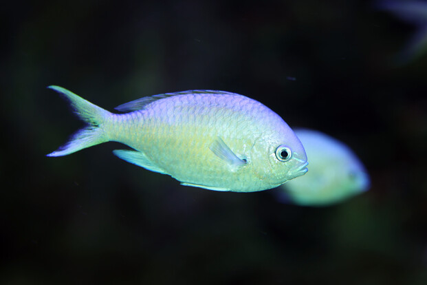 Grünes Schwalbenschwänzchen mit ovalem Körperprofil schwimmt seitlich im Wasser, unscharfer Hintergrund mit weiterem Exemplar.