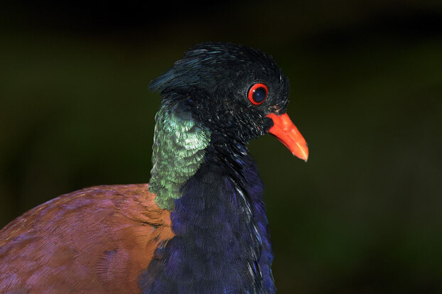 Nahaufnahme einer Fasanentaube mit grün schimmerndem Nacken, rotem Schnabel und leuchtend rotem Auge vor dunklem Hintergrund.