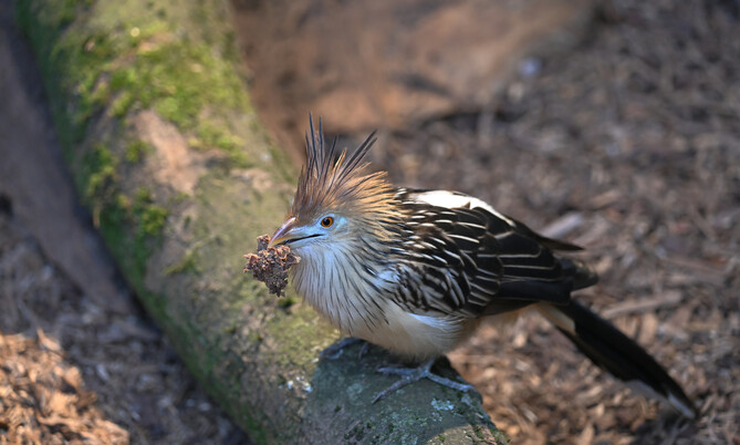 Guirakuckuck 3