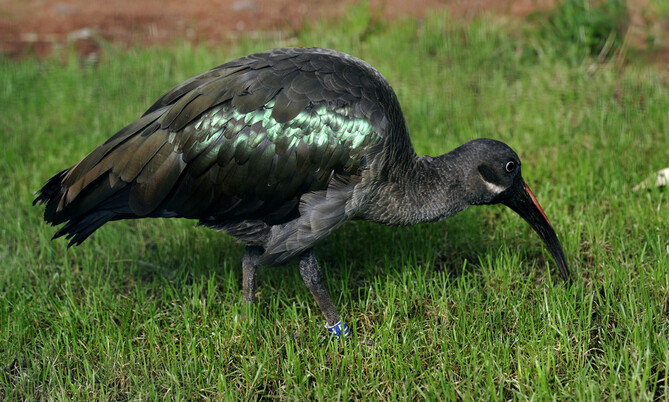 Hagedasch-Ibis mit gebogenem Schnabel auf grünem Gras stehend, Gefieder mit grünlichem Schimmer.