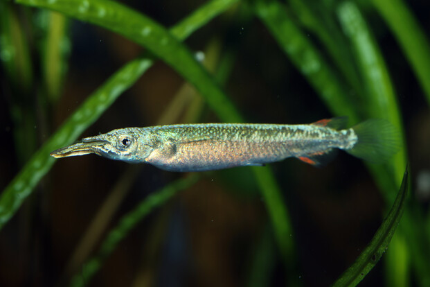 Schlanker Fisch mit langem, spitzem Maul schwimmt vor grünen Wasserpflanzen