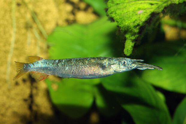 Schlanker Fisch mit langem, spitzem Maul schwimmt vor grünen Wasserpflanzen und gelbem Fels