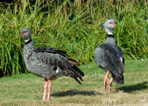 Zwei Halsbandwehrvögel mit grauem Gefieder und rosa Beinen stehen auf Rasen vor hohen grünen Gräsern.