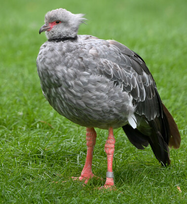 Halsbandwehrvogel mit grauem, flauschigem Gefieder, schwarzem Halsband und langen, rosa gefärbten Beinen auf grüner Wiese.