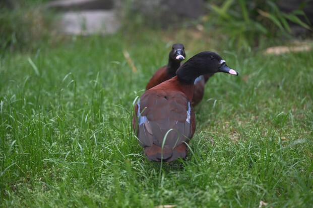 Zwei Hartlaubenten mit braunem Gefieder auf grünem Rasen, eine Ente im Vordergrund, eine etwas dahinter.