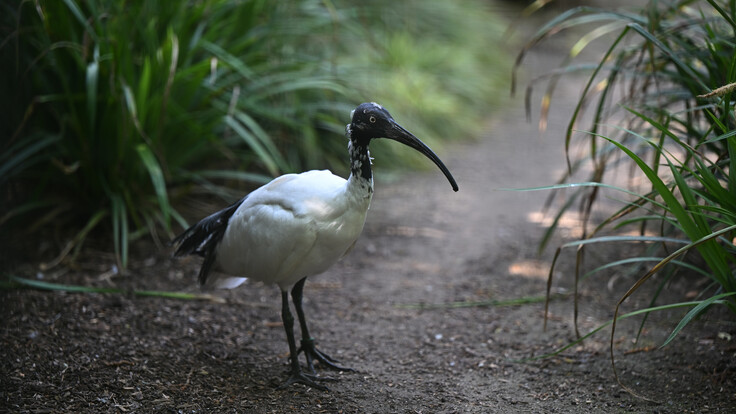 Hellaugenibis mit weißem Körper und schwarzem Kopf steht auf einem naturbelassenen Weg zwischen grünen Pflanzen.