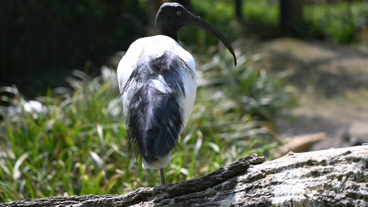Hellaugenibis mit weißem Gefieder und schwarzem Kopf steht auf einem Ast, der Schnabel ist lang und gebogen.