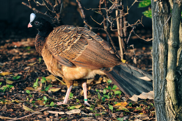 Großer brauner Vogel mit schwarzem Kopf, weißem Stirnfleck und langem, dunklem Schwanz im Laub am Boden.