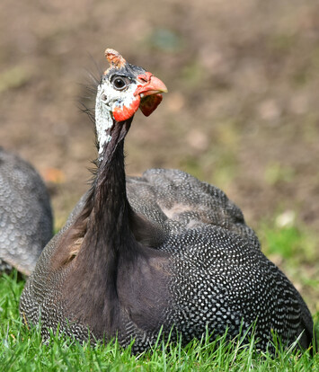 Helmperlhuhn mit schwarz-weiß getupftem Gefieder sitzt auf grünem Gras, Kopf mit helmemartigem Auswuchs erhoben.
